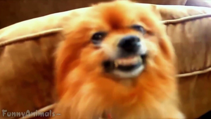 Funny Dog Smiling - Best Dogs Smiling Compilation