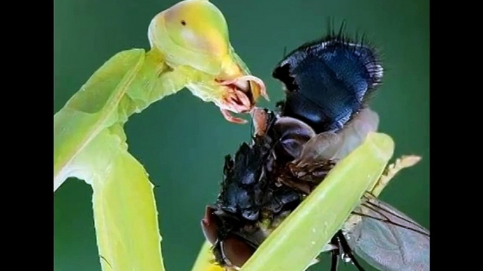 Flies, beetles, bugs and other insects under a kidsmicroscope