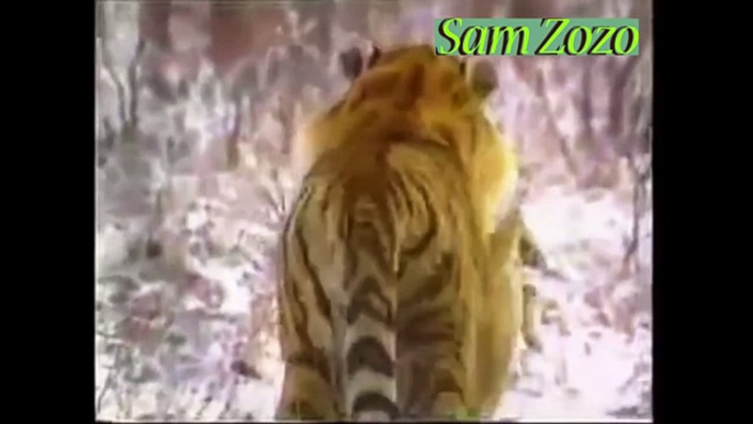 Wild animals hunting dog. Pit bull vs tiger. Leopard attack guard dogs. Mountain lion vs dog