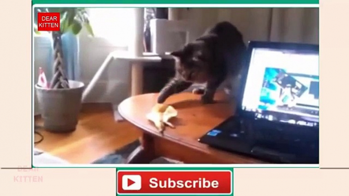 DEAR KITTEN funny cats vs banana compilation  Crazy kittens - Most funny kittens and cats  - Fuuny cats video - Meow