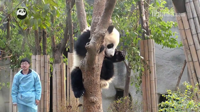 Keeper dad tries to get panda cub to go home (part 1)