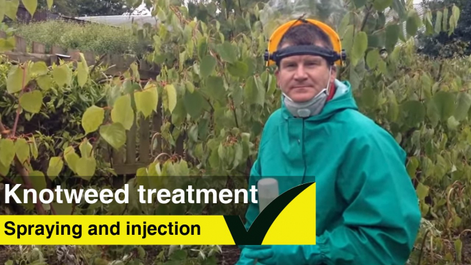 Japanese Knotweed Stem Injection and Spraying