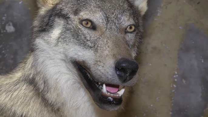 D!CI TV : "Sur la piste du loup", une randonnée raquette et un véritable loup naturalisé