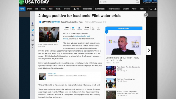 Two Dogs In Flint Found To Have Lead Toxicity