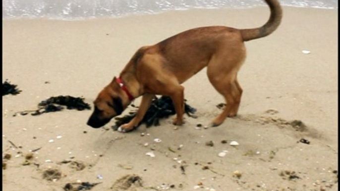 Hunde am Meer, ein Bordercollie und ein Schäferhundmischling spielen am Strand,