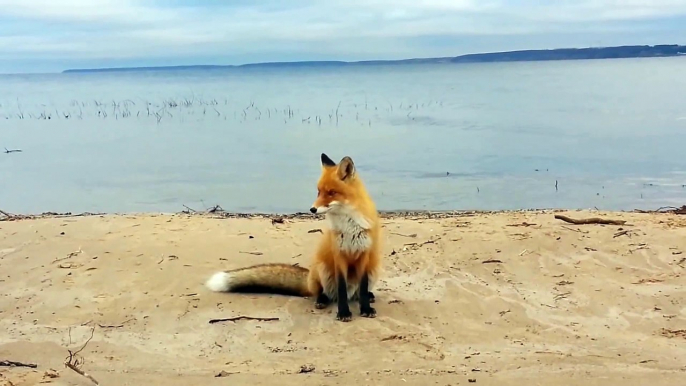 Un renard sauvage pas si sauvage que ça