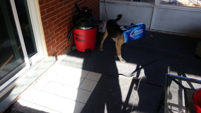 Funny Dog Stuck in Beer Box