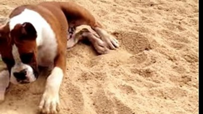 Hilarious reaction of a boxer dog as he licks a slice of lime for the first time