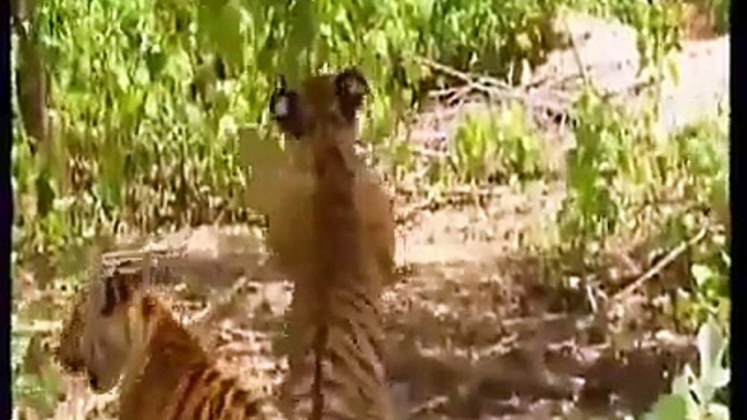 A monkey bullies two tigers! (Funniest Video Ever)