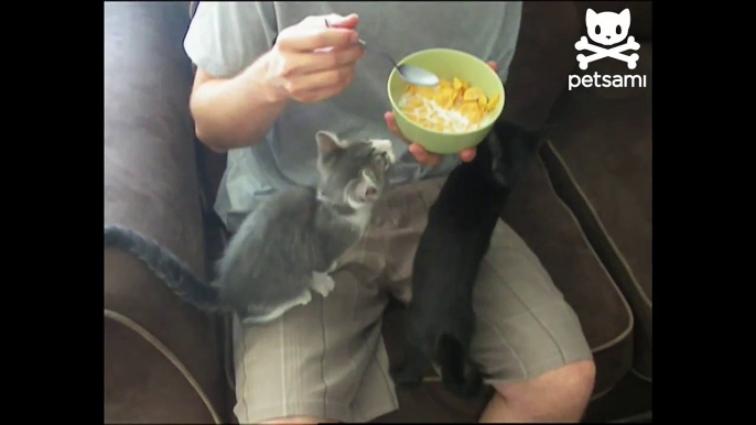Kitten Hangs From Cereal Bowl
