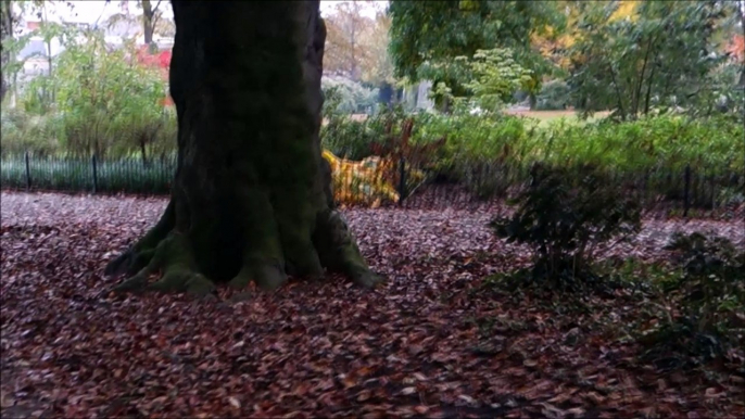 Autumn in the Hague Park Holland