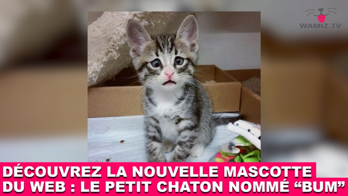 Découvrez la nouvelle mascotte du web : Le petit chaton nommé "Bum" ! Tout de suite dans la minute chat #148