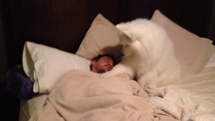 Cute dog Wakes Dad UP - Adorable