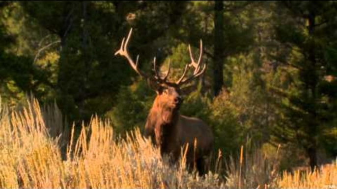 Primos - The Truth About Hunting - Elk in Montana