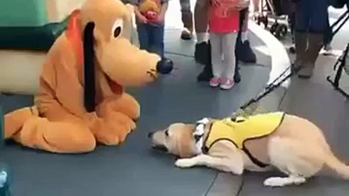 So Cute!!! Service Dog in training gets to meet his favorite character Pluto!