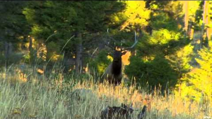 Primos - The Truth About Hunting - Elk Hunting at The CA Ranch in Montana