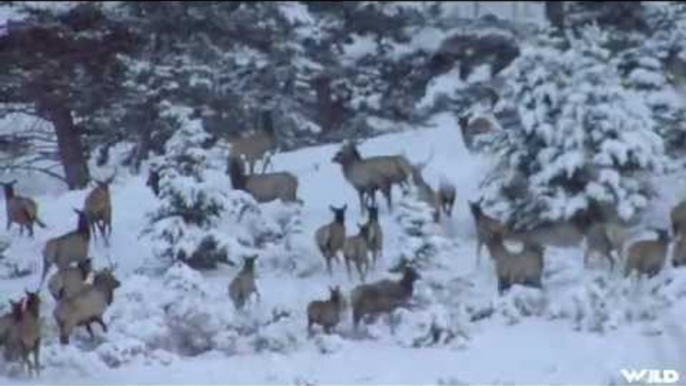 Hunting Late Season Elk in Montana