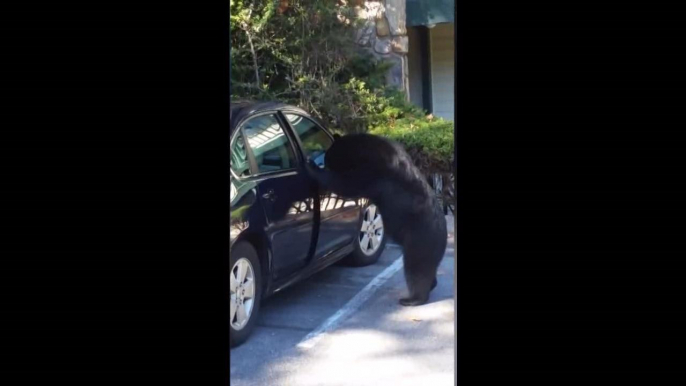 Bear Opens Car Door