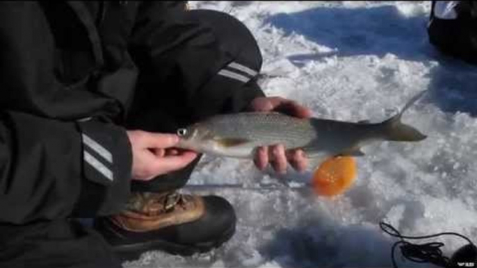 Icefishing For White Fish Of Green Bay