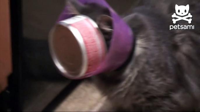 Kitty wearing a elizabethan collar gets a tuna can stuck in her face