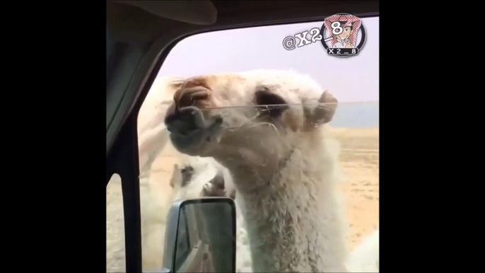 Stupid Dude stucks Camel Lip by the truck Windows in the Desert