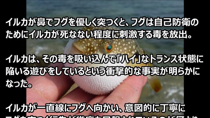 【知ったら後悔する…】衝撃！「イルカ」がドラッグする？イジメなどイルカの怖い雑学が凄まじかった…