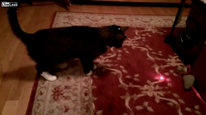 OMG: Cats vs. Laser Pointer HD funny movies april fools pranks college funny april fools j