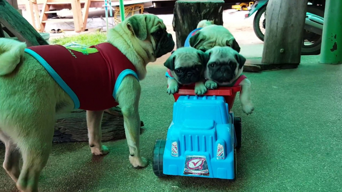 Un papa chien promène ses petits dans une poussette... Carlins trop mignons