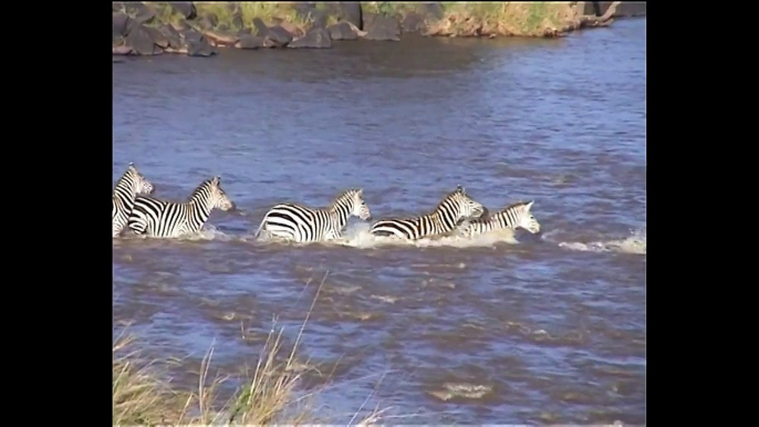 Crocodile Attacks Zebra - Crocodile Attacks Elephant - National Geographic Animals Documen