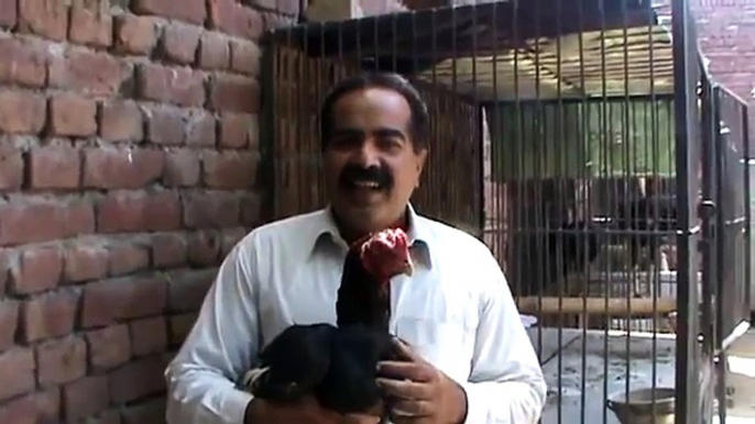 ZEAR BAD _ part ( 1 ) _ Aseel Game fowl BADMASH COCK by Ustad Rana Safdar Sahab