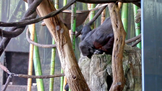 Canadian Zoo Otter Dies After Becoming Entangled In A Pair Of Pants