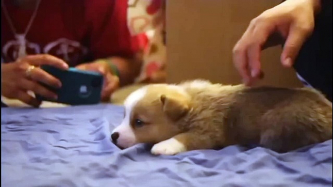 Cutest Puppies being Fluffy & Adorable in Slow Motion - Puppy Compilation 2015