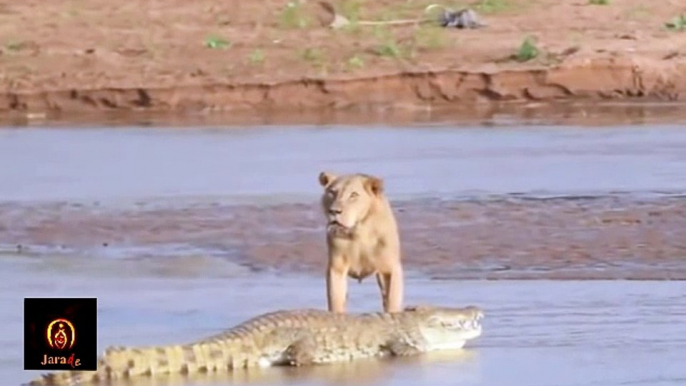 Lion vs Great Crocodile Real Fight ► Jarade Chanel