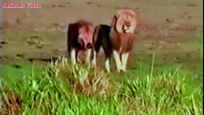 Lion vs Hyena a terrible fight to death