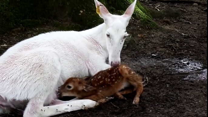White Doe gives birth to 2 buck fawns..one brown and one white