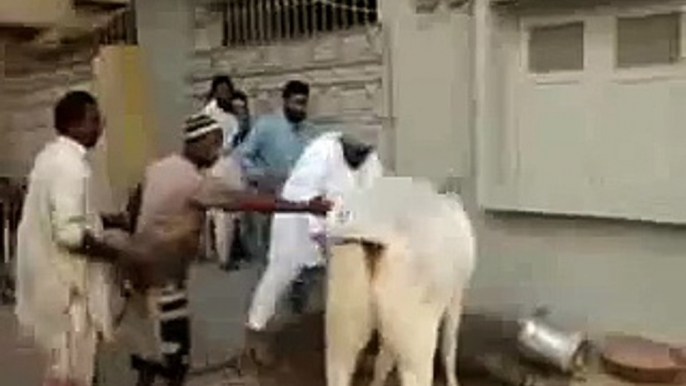 Dangerous Cow Kick Funny Video