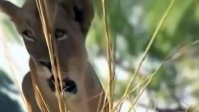 Leones vs Cocodrilo Miedo en el Río de la vida Salvaje de los Animales Documental de Discovery salvaje canal - 2016