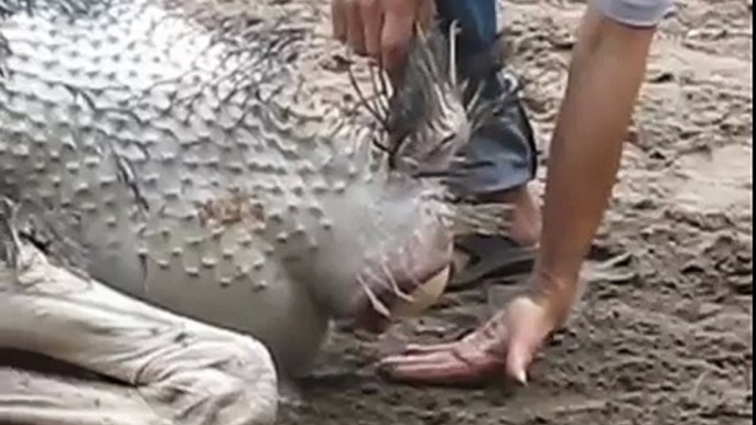 Ostrich laying an egg
