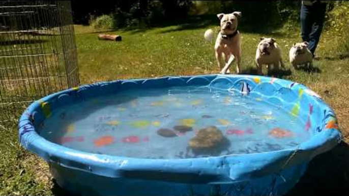 Wacky Bulldogs Have Time of Their Lives in Paddle Pool