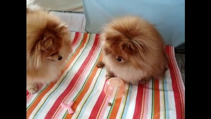 Pomeranian Puppies cute pet pom poms cute