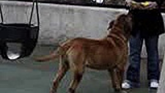 bull mastiff 2