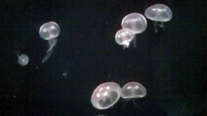 acuario gdl medusas