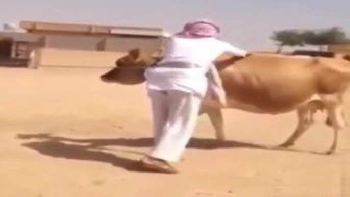 Funny Arabic Man Ka Bull Riding-Must Watch-Top Funny Videos-Top Prank Videos-Top Vines Videos-Viral Video-Funny Fails