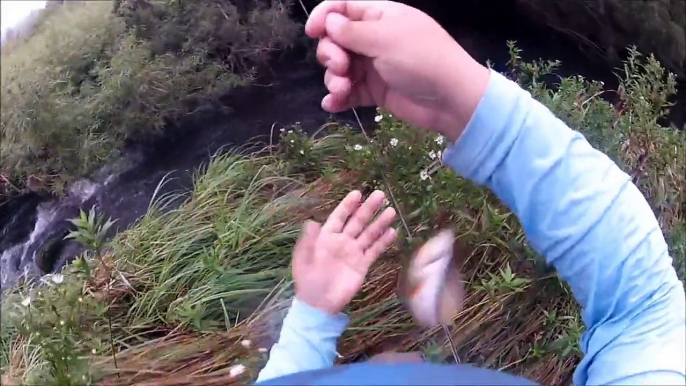 Fly fishing Brook Trout