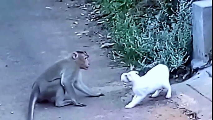 Ha Ha ! Monkey Vs Cat - Caught on Camera-Top Funny Videos-Top Prank Videos-Top Vines Videos-Viral Video-Funny Fails