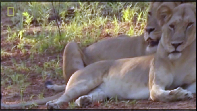 Lion Video National Geographic - LIONS ESCAPING FROM DEATH [Unexpected Strategy]