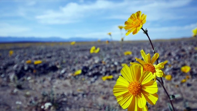 Flowers Bloom in Death Valley