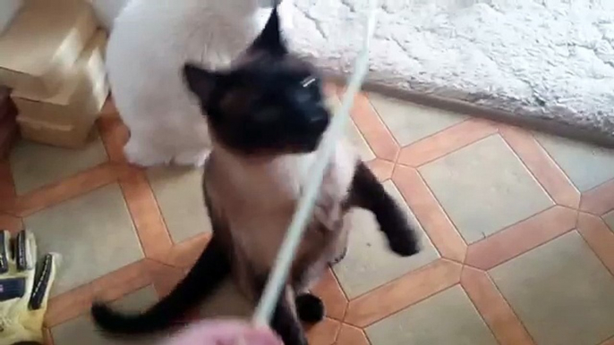 Cats Like Straws - Two Kitties Play With A Plastic Straw!