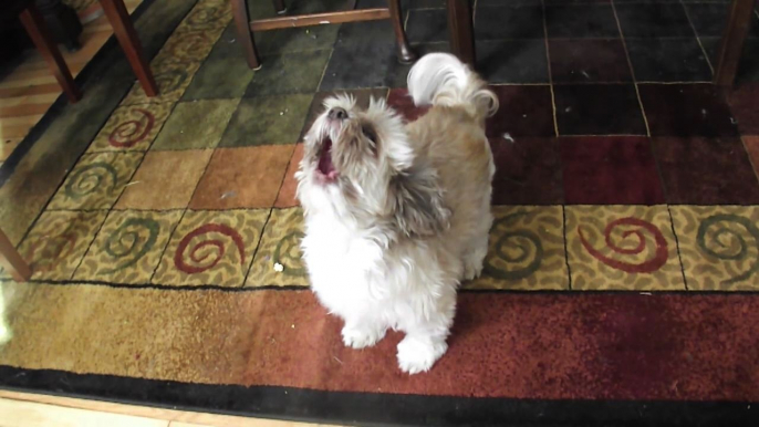 Cody The Screaming Dog