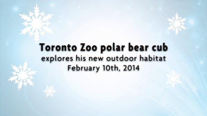 Toronto Zoo Polar Bear Cub Explores his new Outdoor Habitat